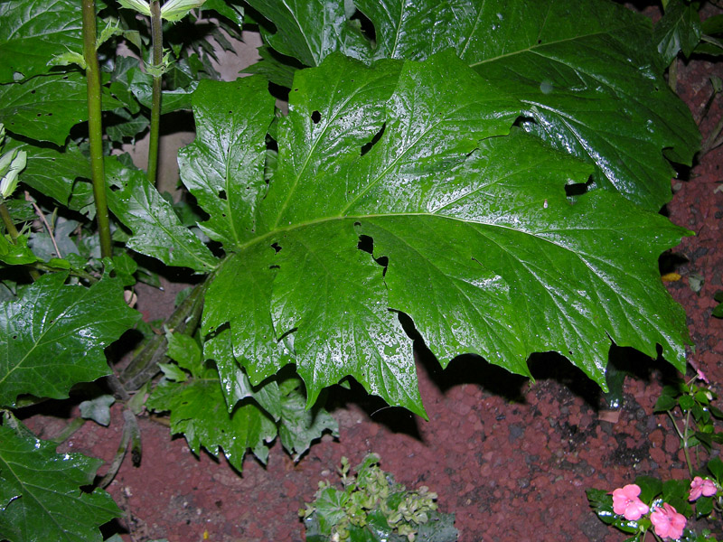 Acanthus mollis